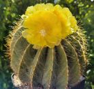 Notocactus magnificus